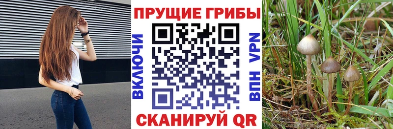 Галлюциногенные грибы MAGIC MUSHROOMS  купить закладку  Асбест 